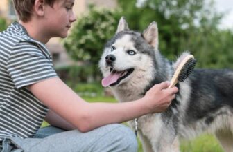 How to Groom a Husky: 10 Expert Tips & Advice