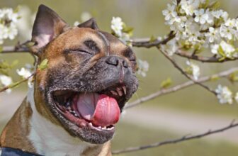 Weird Dog Sounds and When to Worry