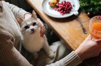 Six Types of Thanksgiving Foods That Cats Should Avoid