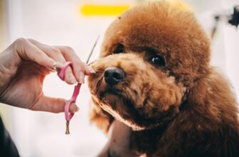 9 Best Dog Grooming Hammocks in 2023 – Reviews & Top Picks