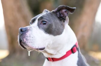 Why Do Dogs Drool? Understanding Causes & When to Worry