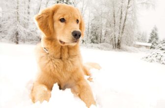 Can My Dog Get Frostbite?