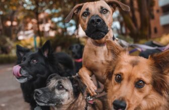 What’s in a Pet’s Name?