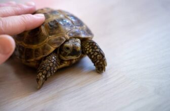 Can Tortoises & Turtles Feel Their Shell? Facts & FAQ