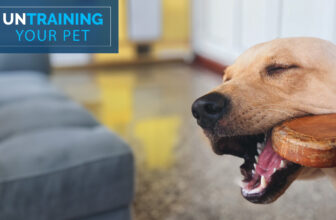 Stop Your Dog from Eating Everything