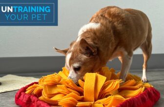 Slow Down Your Food-Gobbling Dog
