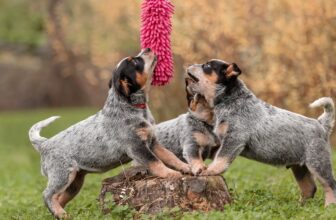 How to Throw Your Dog a Pawsome Party