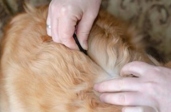 How to Get Rid of Fleas: 8 Vet Approved Methods