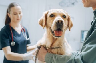 Understanding a Common Cancer in Dogs