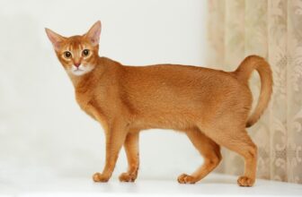 160+ Great Names for Abyssinian Cats