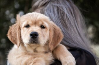 155 Dog Names Starting With P: Prodigious Names For Your Perfect Pup