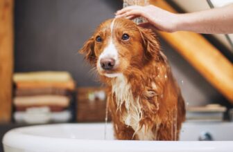 How to Bathe Your Dog in Winter