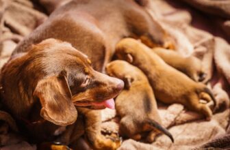 What to Feed a Mother Dog After Giving Birth: Vet-Approved Options & Tips