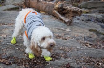 A Diamond Pet Foods Guide