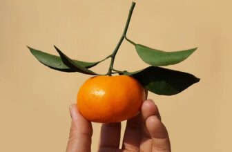 Can Dogs Eat Tangerines? Vet Approved Facts & FAQ