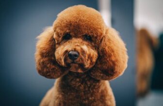 15 Teddy Bear Dog Breeds: Pictures, Facts, & History
