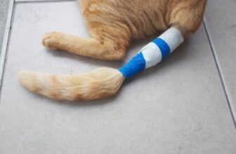 How to Treat a Cat’s Broken Tail: 5 Vet Approved Tips