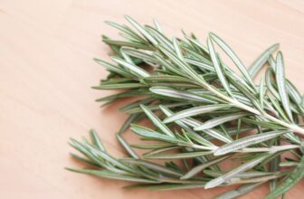 Does Rosemary Kill Fleas? Effectiveness Explained