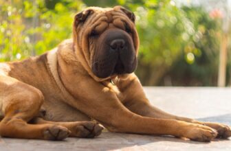 7 Interesting & Surprising Shar Pei Facts