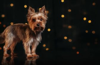How to Celebrate New Year’s Eve with Your Dog