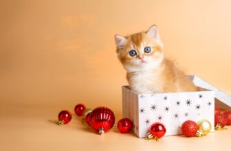 Why Do Cats Like Boxes?