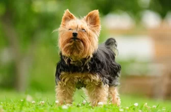 National Yorkie Day 2023: What & When Is It?