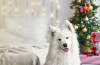 20 Creative Advent Calendar Gift Ideas for Dogs