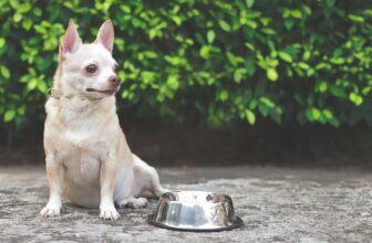 Which Vitamins & Minerals Do Dogs Need in Their Food?