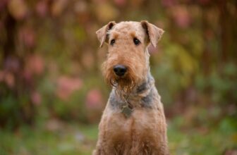 10 Dogs Similar to Airedale Terriers (With Pictures)