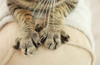 Laser Declawing Your Cat: Our Vet Explains Why We Advise Against It
