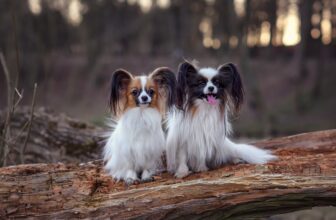 Papillon Pros & Cons: 11 Facts You Need to Know