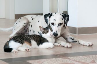 Can a Dog Get a Cat Pregnant? Vet Reviewed Explanation