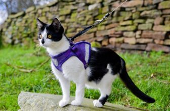 8 Best Car Harnesses for Cats in 2024 – Reviews & Top Picks 