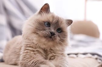 23 Most Popular Cat Names That Start With M
