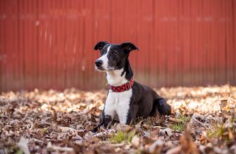 Are Whippets Hypoallergenic? Dog Allergies Explained (Vet Approved)