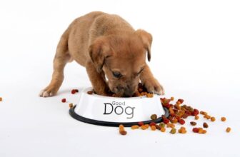 Why Does My Puppy Eat So Fast? 5 Vet-Reviewed Reasons & Advice
