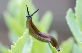 How to Keep Slugs Away From Cat Food: 7 Vet Approved Tips