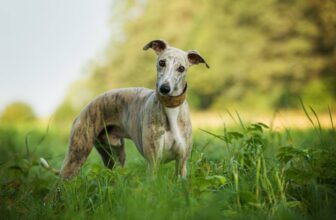 14 Surprising Whippet Dog Facts You’ll Love to Know