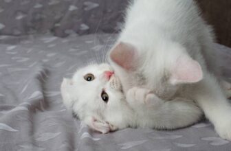 Why Do Mother Cats Attack Their Older Kittens? 7 Vet-Verified Reasons