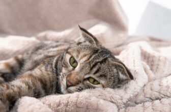 How Do I Know if I’m Allergic to Cats? 6 Signs to Look For (Vet Approved)