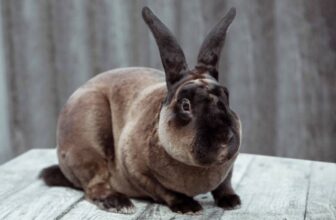 Do Rabbits Fart? Our Vet Explains Gastrointestinal Facts & FAQ