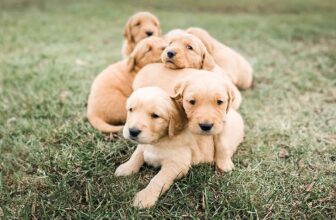 How to Pick a Puppy from a Litter