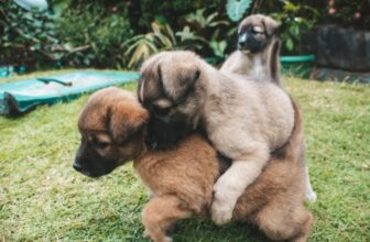Why Do Puppies Hump? 5 Vet-Approved Reasons & Tips to Avoid It